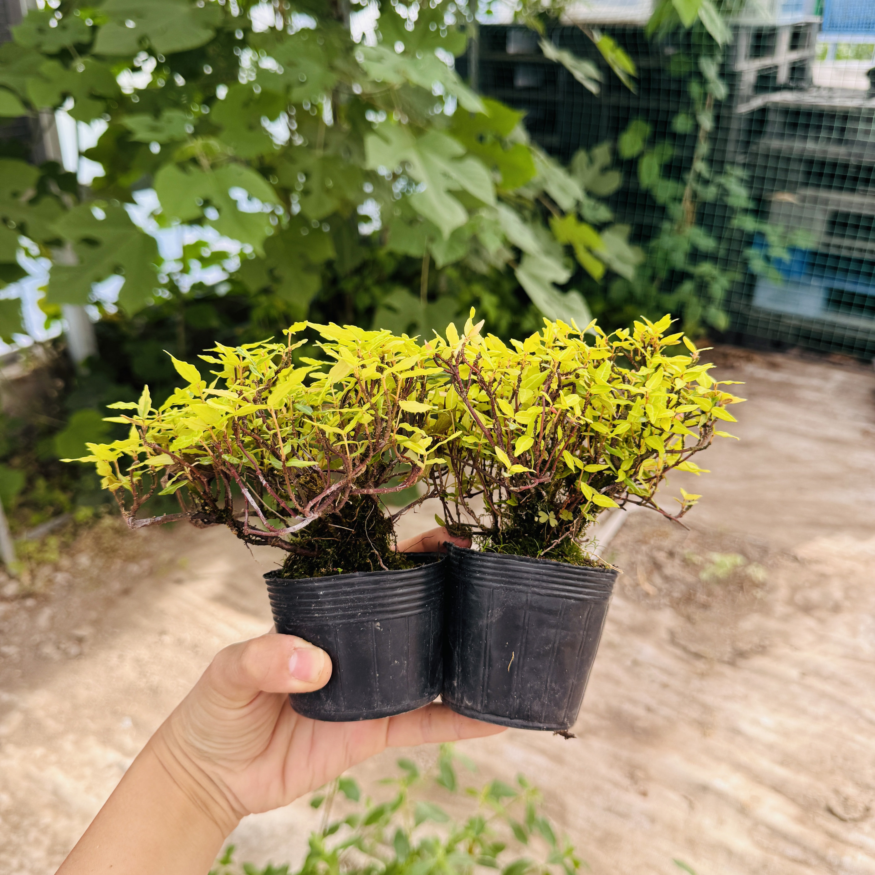 中国记忆盆景黄金缩面缩缅葛葛微型盆栽进口现货