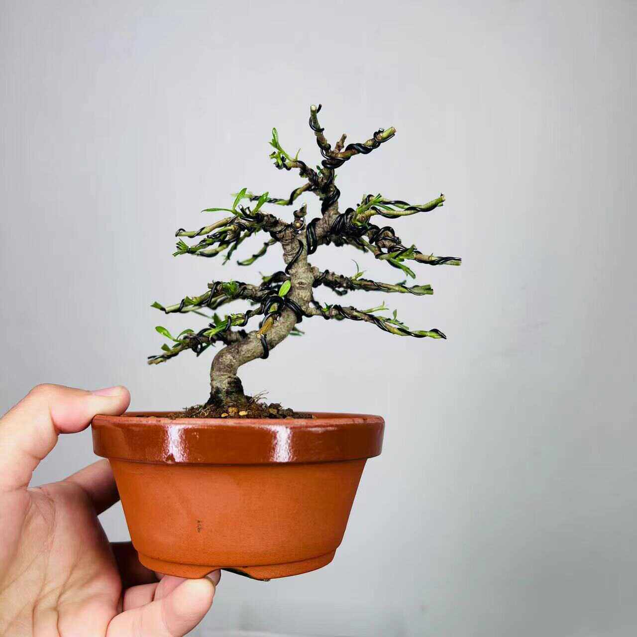 中国记忆盆景清誉栀子花小叶盆景造型树苗桌面绿植好养活四季常青