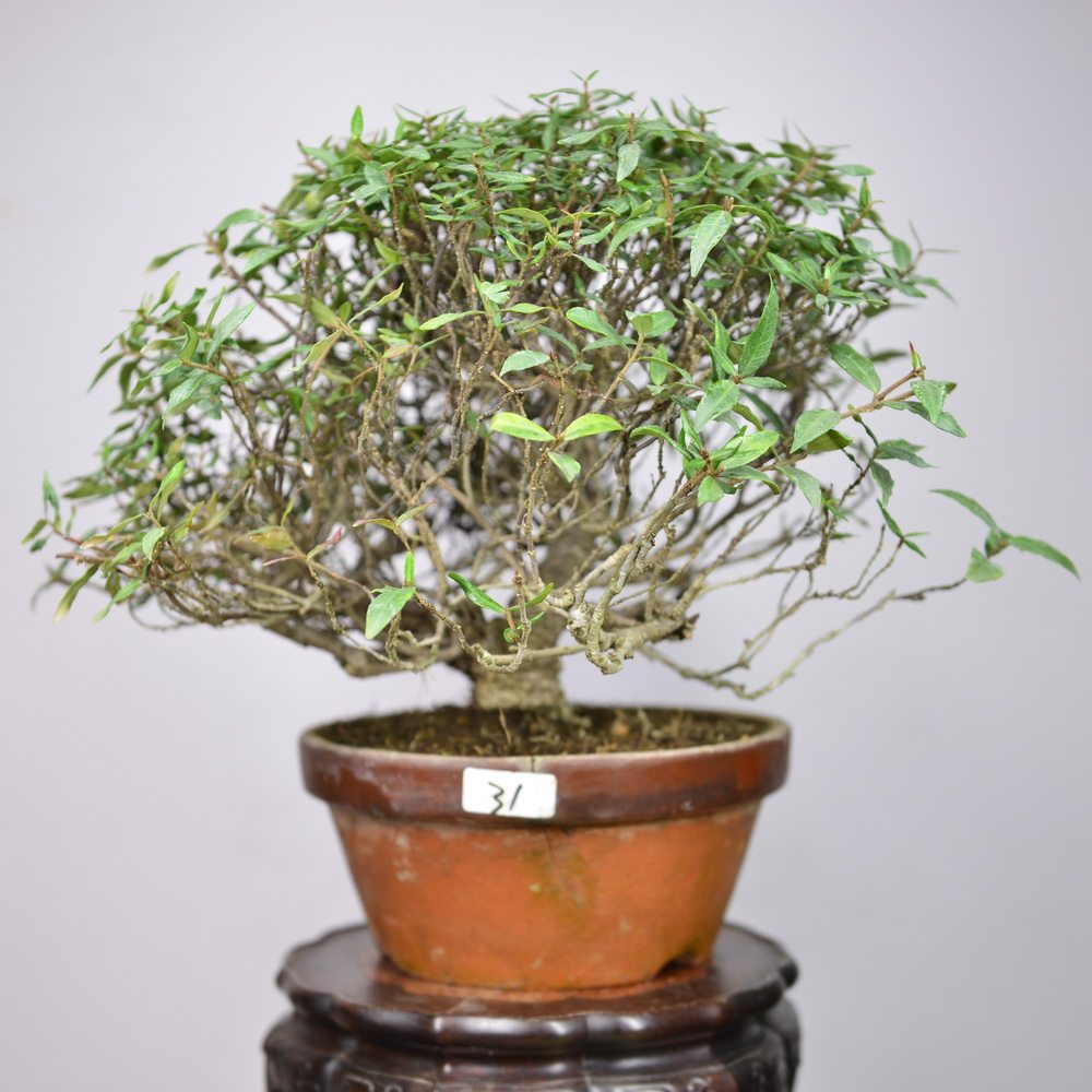 中国记忆 - 日本络石杂木小品盆景盆栽31号 植物 进口现货