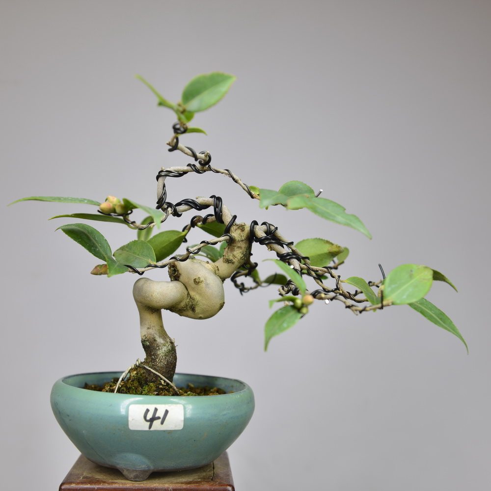 中国记忆日本茶梅吕香41