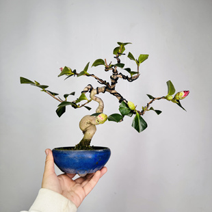 中国记忆盆景出云大社红花盆景盘龙造型小品盆景现货