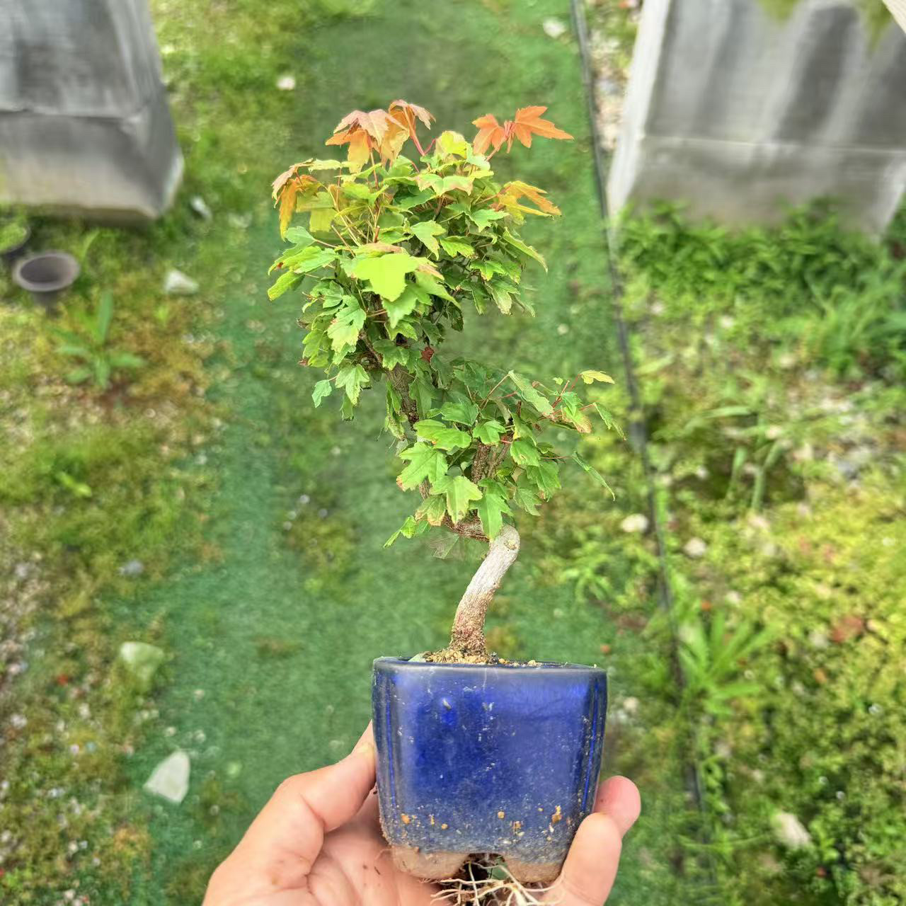 中国记忆盆景丛林唐枫三角枫日本进口盆景造型盆栽盆景微型老桩