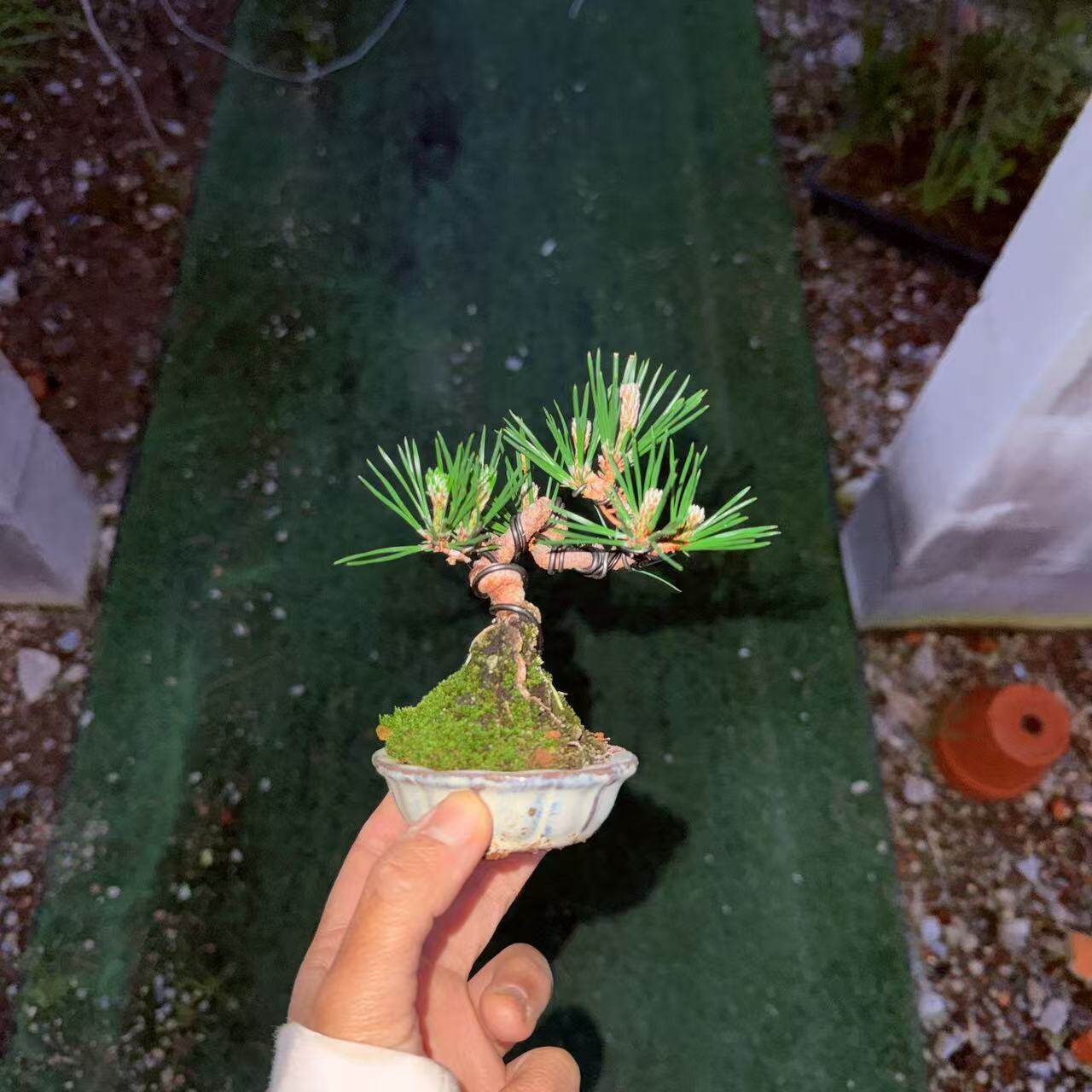 中国记忆盆景进口三河黑松系列短针叶手指盆景盆栽日本进口现货