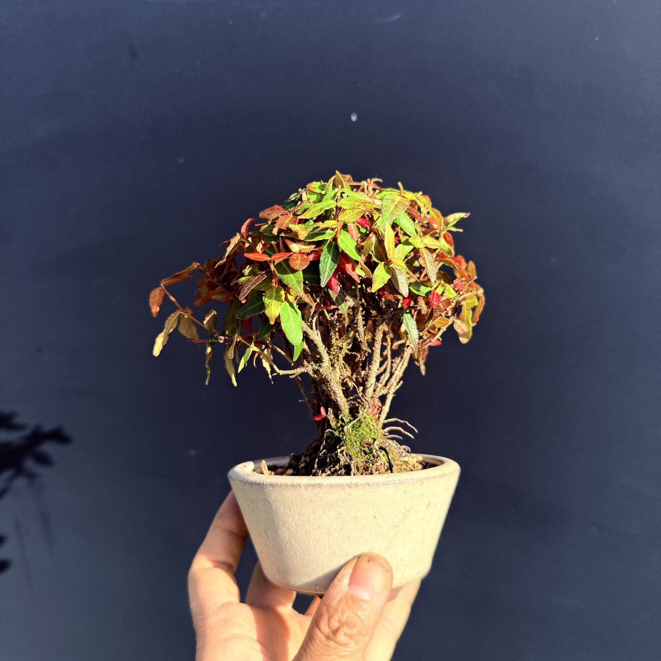 中国记忆日本黄金小叶络石开花绿植植物盆景盆栽小叶进口现货