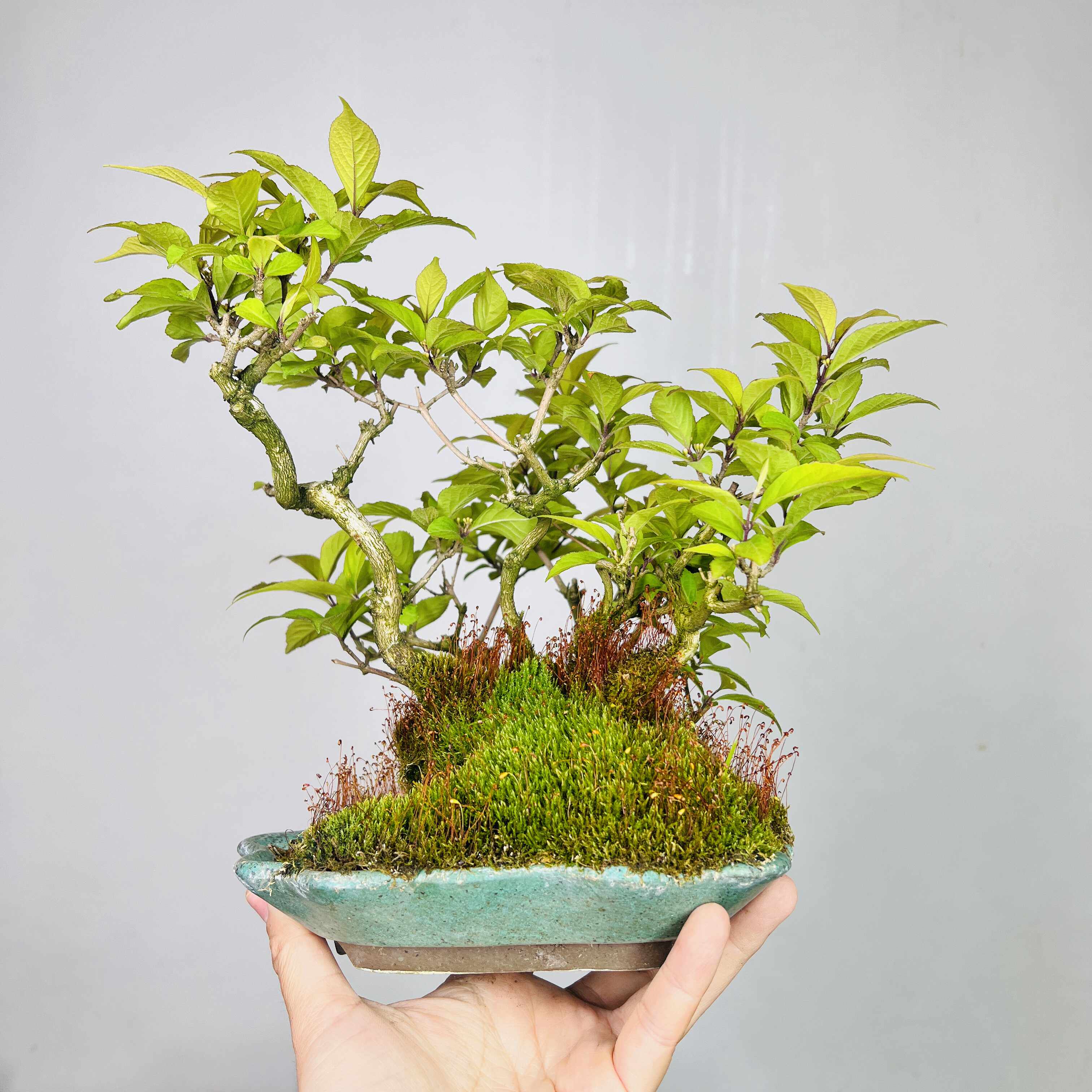 盆景绿植花卉禅意观音竹苔藓球