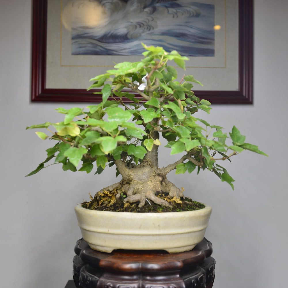 记忆日本微型进口现货小品盆景