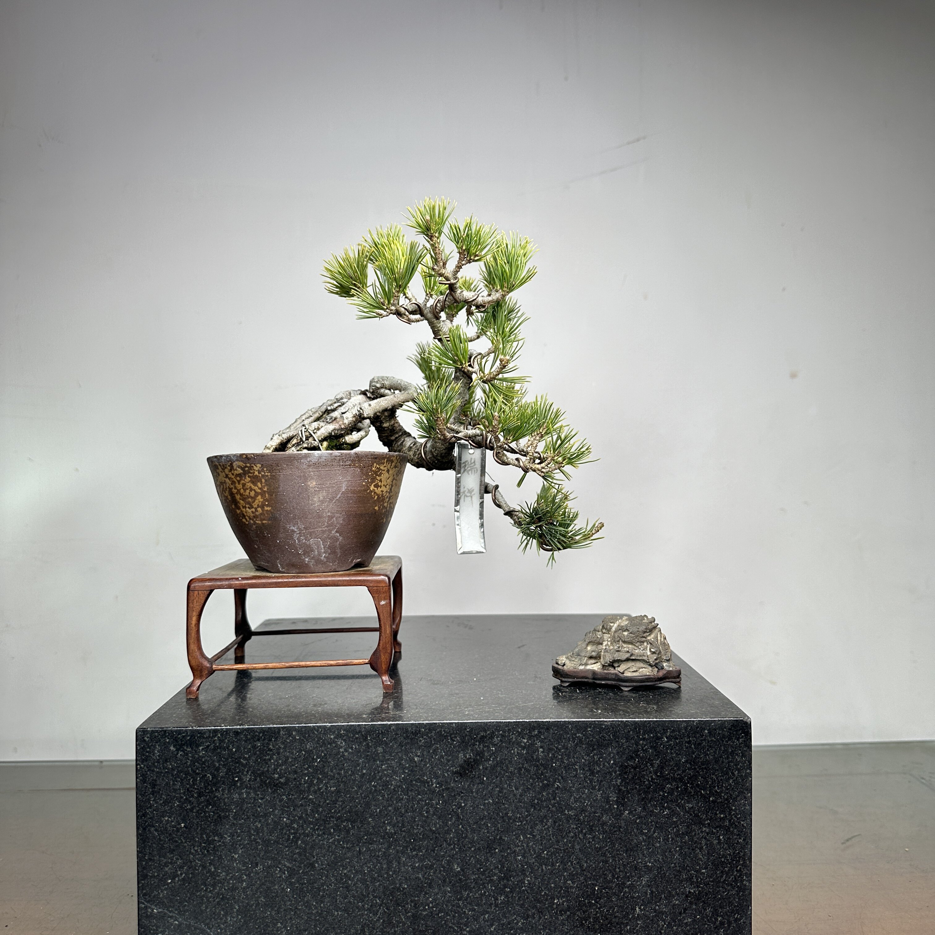 中国记忆盆景 瑞祥五针松短针小品盆景盆栽绿植进口现货