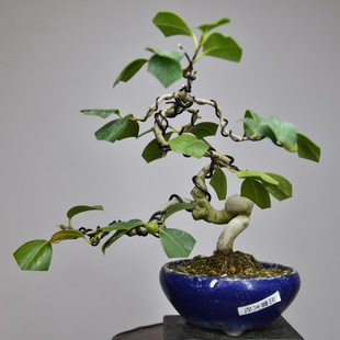 中国记忆 日本茶梅出云大社3号  春季开花盆景盆栽 进口现货