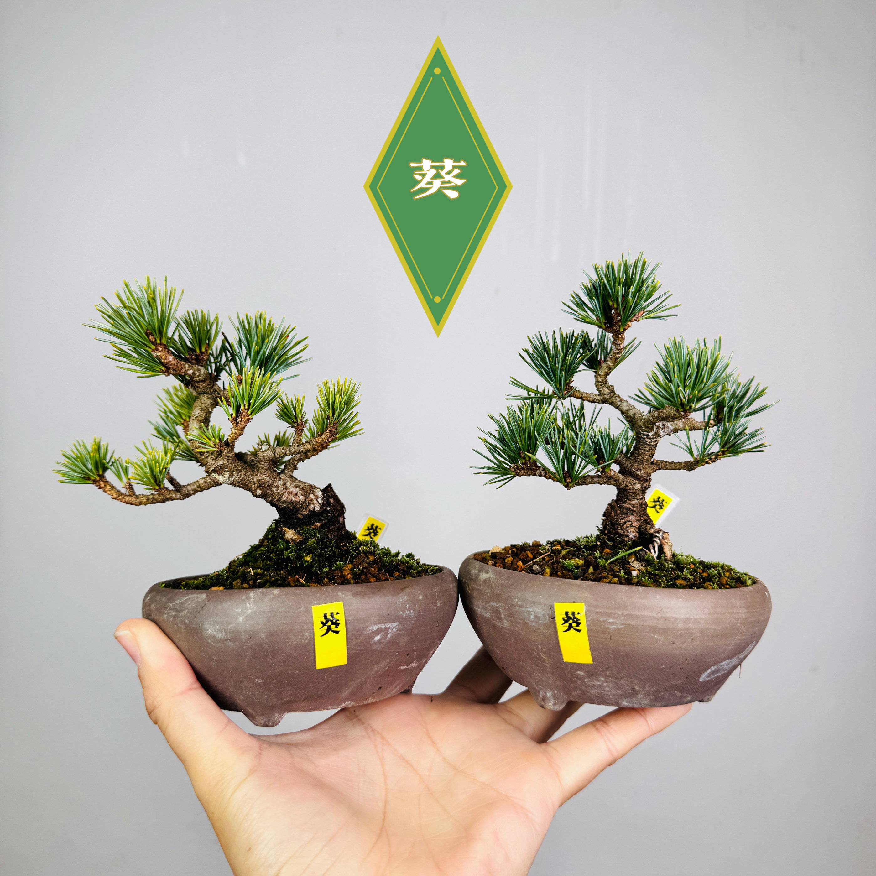 中国记忆盆景葵五针松短针叶提根小品盆景盆栽日本进口现货
