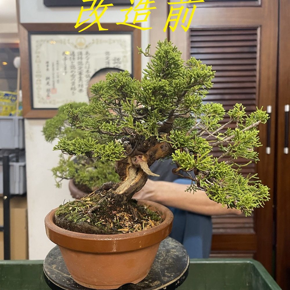 中国记忆-日本进口真柏小盆景