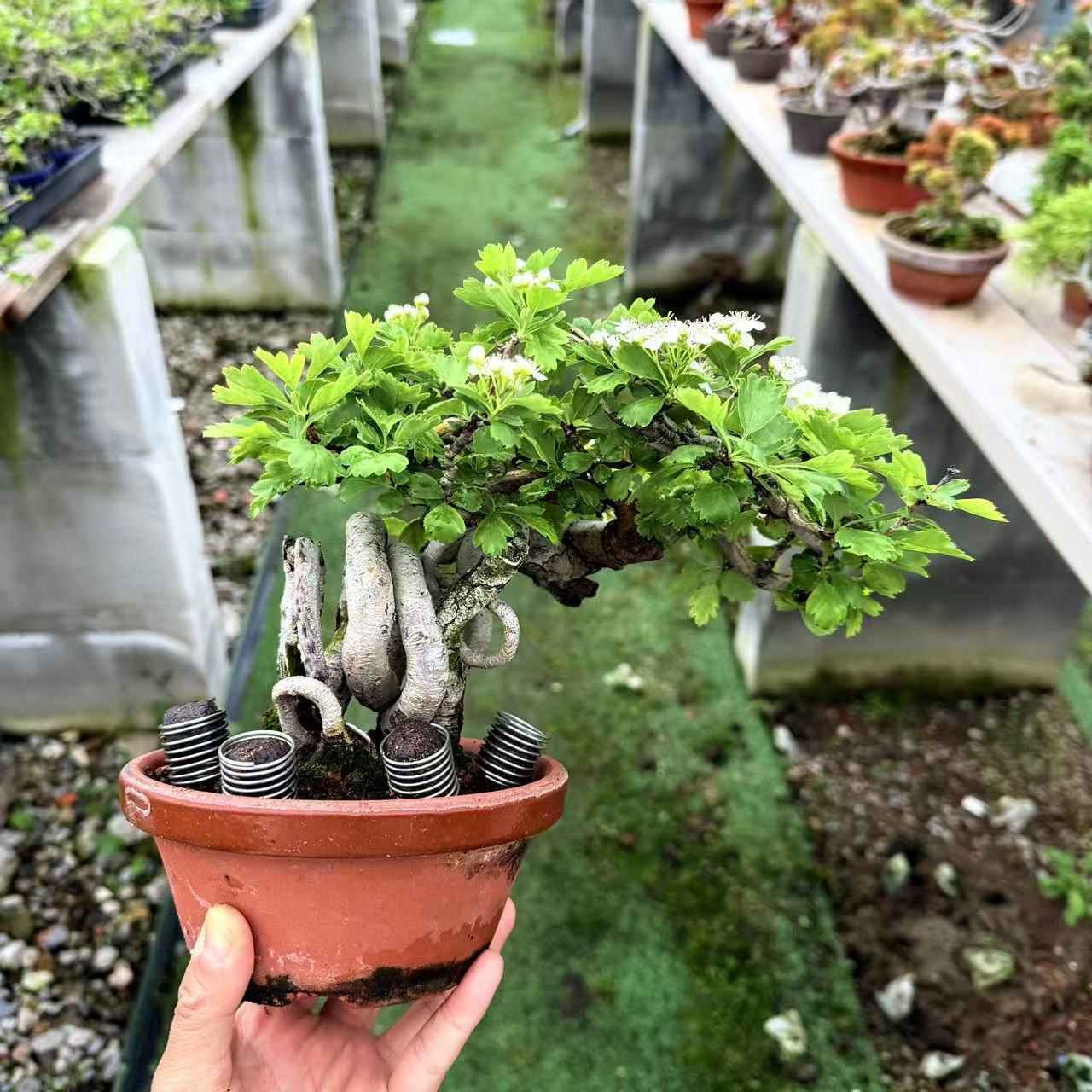 中国记忆盆景松平性白花山楂日本进口盆景造型盆栽盆景微型老桩