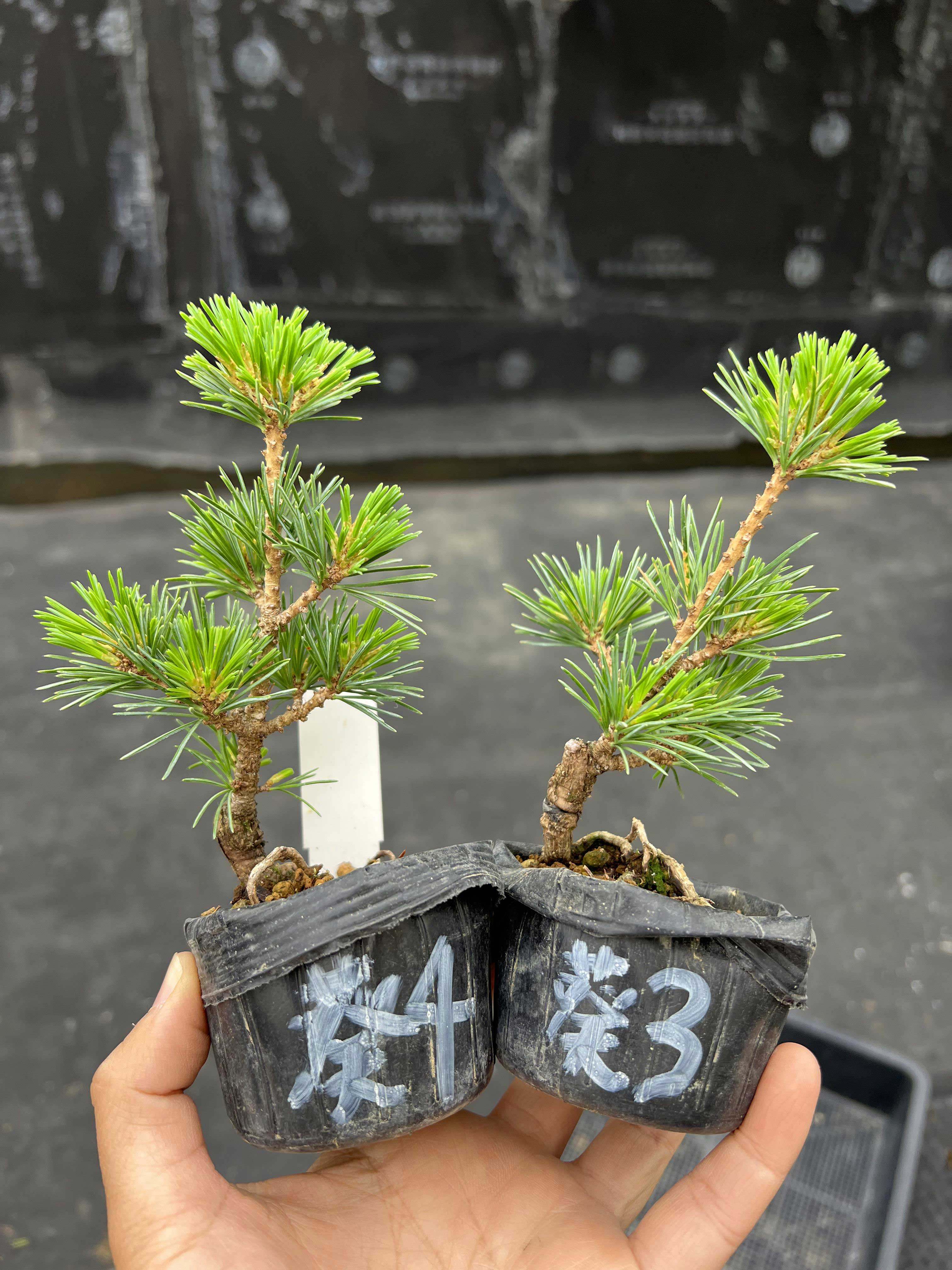 中国记忆日本五针松贵品品种葵小品素材黑松嫁接微型盆景进口现货