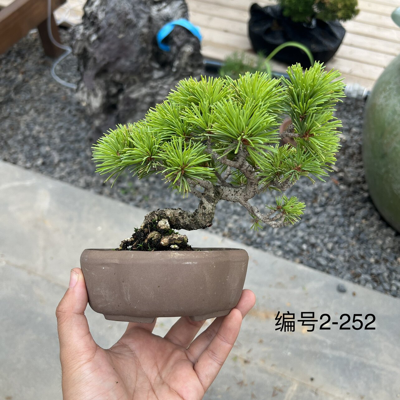 大巅性五针松日本进口现货小品