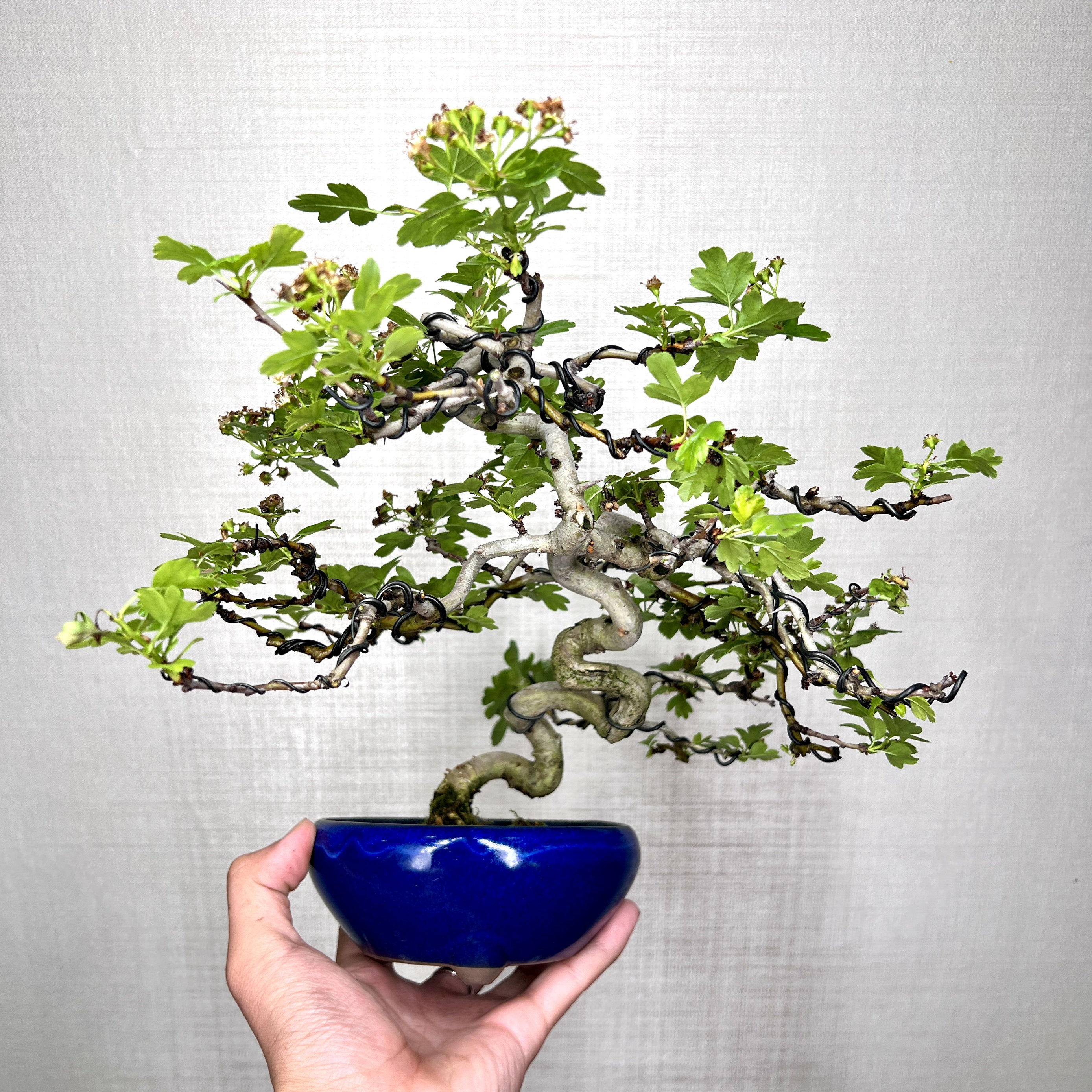 中国记忆盆景红花山楂进口现货绿植盆景盆栽