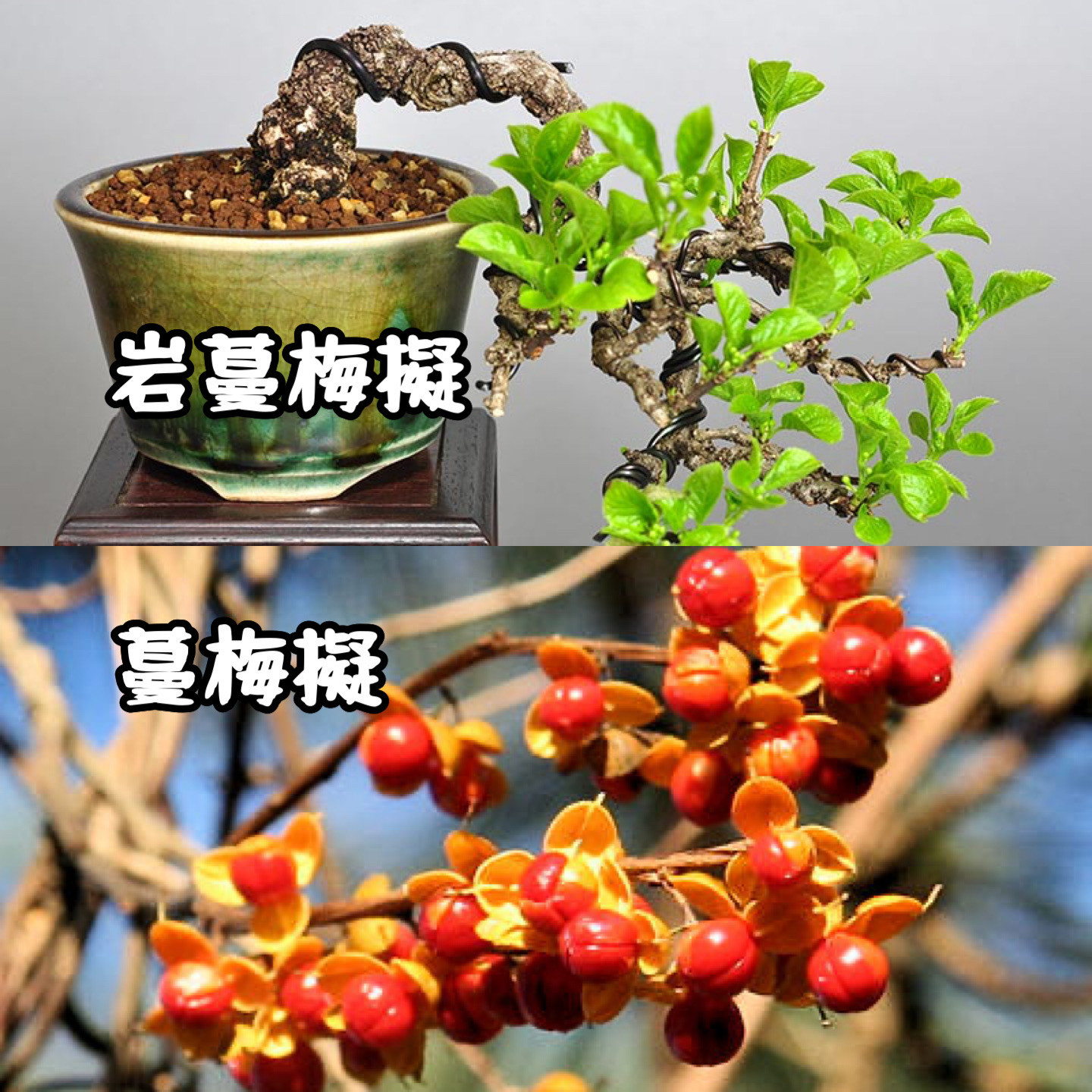 中国记忆盆景南蛇藤梅擬盆景盆栽24年采摘进口现货,鲜花速递/花卉仿真/绿植园艺,造型盆景,淘宝优惠券,粉丝福利购,淘宝优惠卷