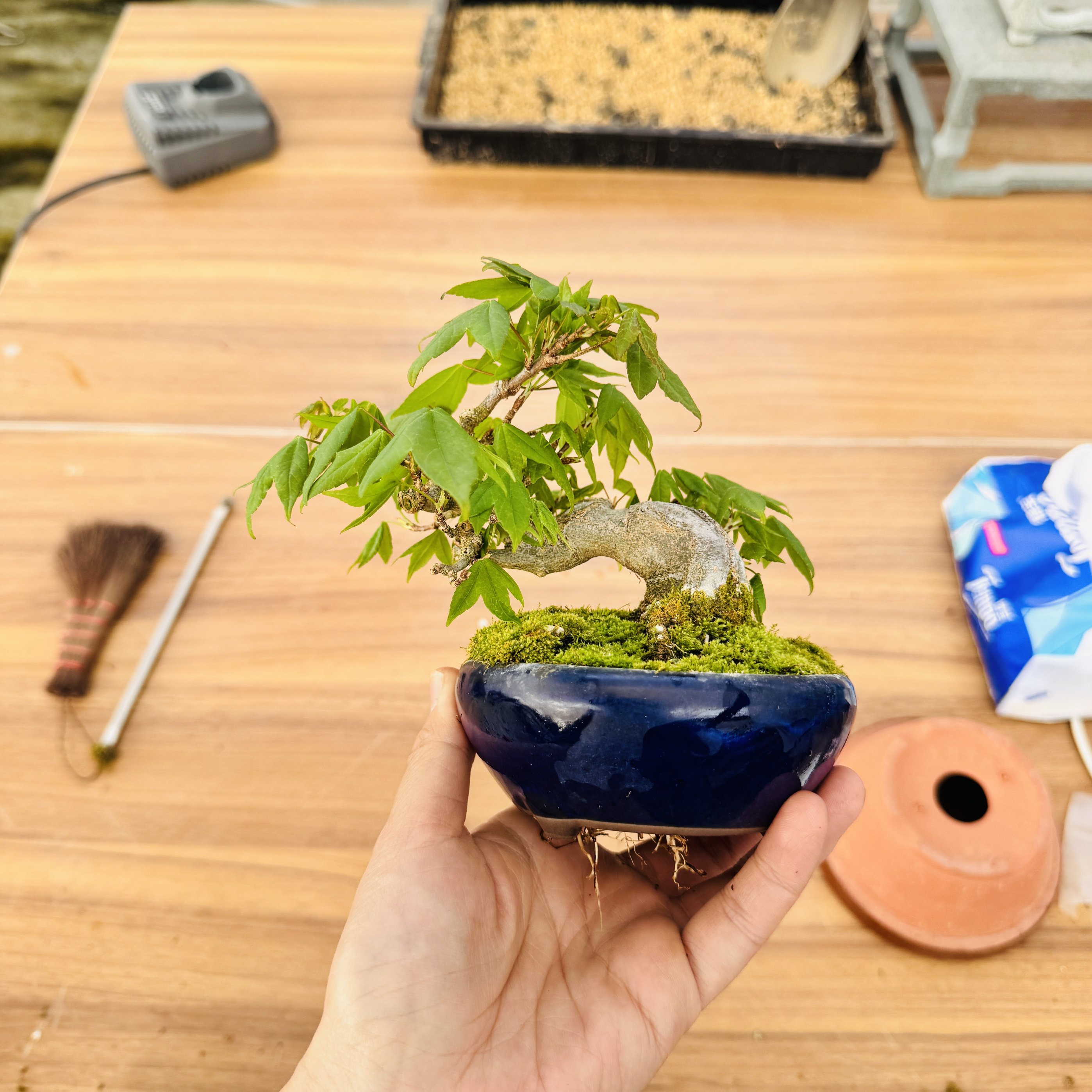 中国记忆盆景唐枫三角枫日本进口盆景造型盆栽盆景微型老桩