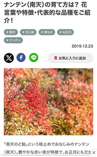 中国记忆盆景红叶南天竹23年秋季 采
