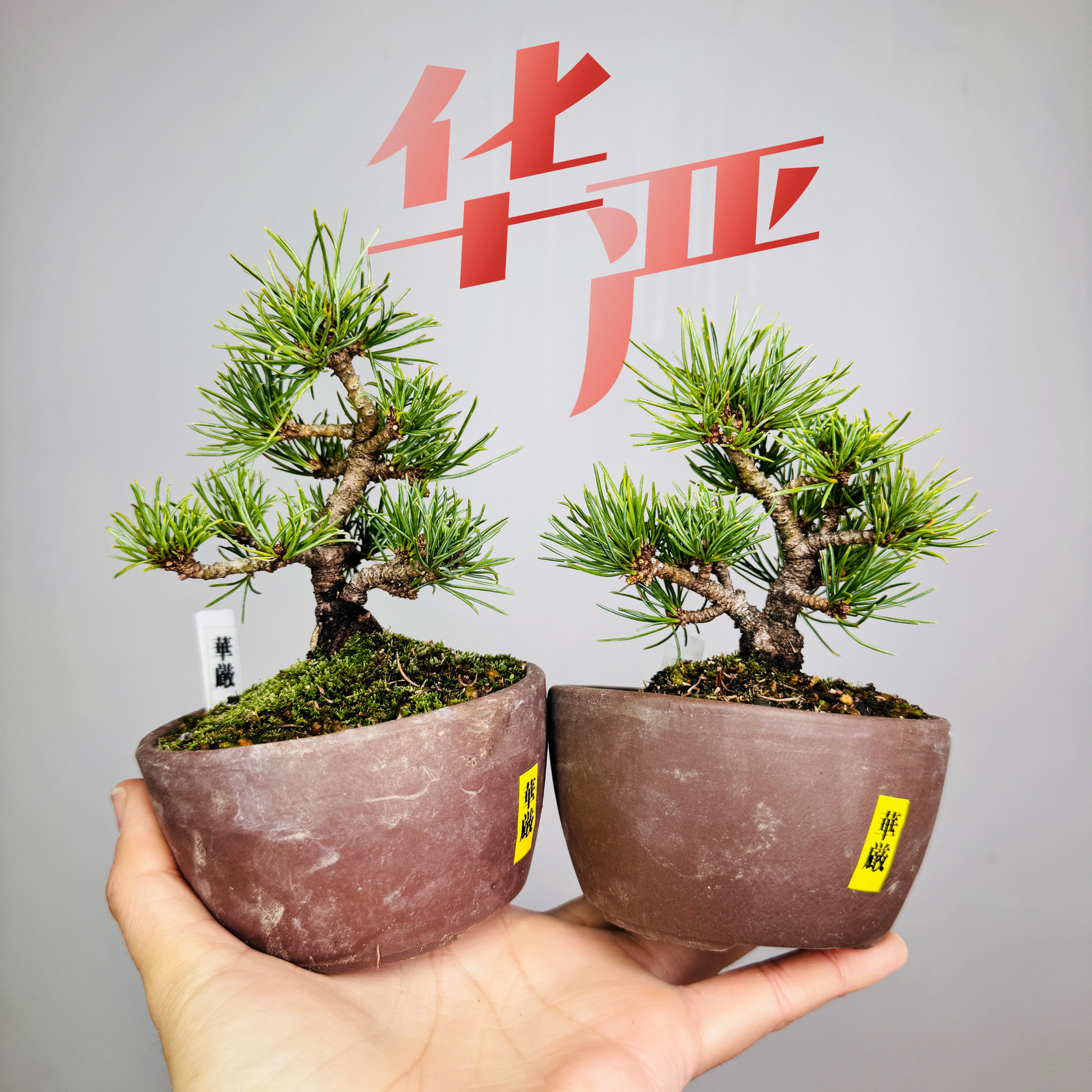 中国记忆盆景华严五针松短针小品盆景盆栽日本进口现货