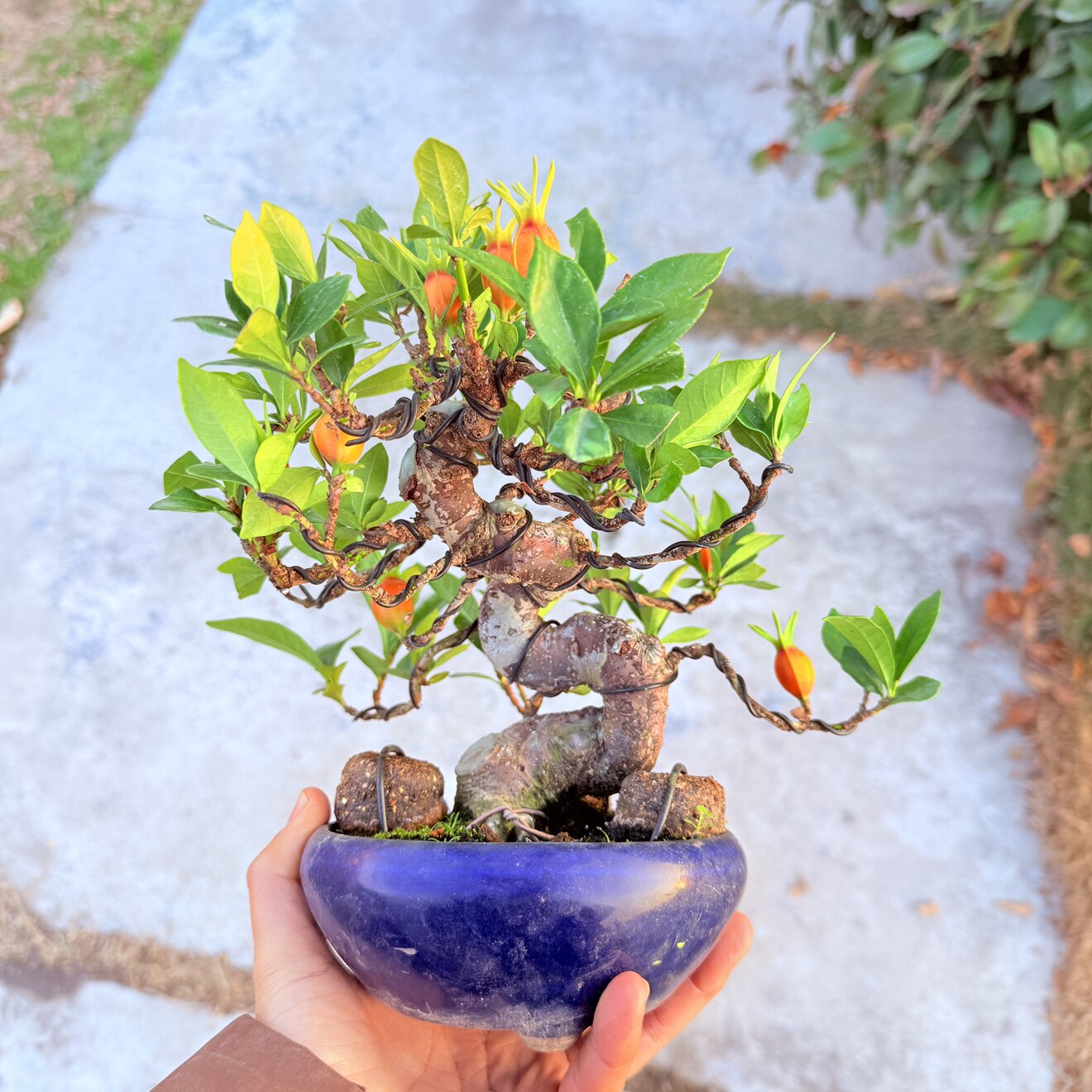 中国记忆盆景多花多果性栀子花丰田性进口现货