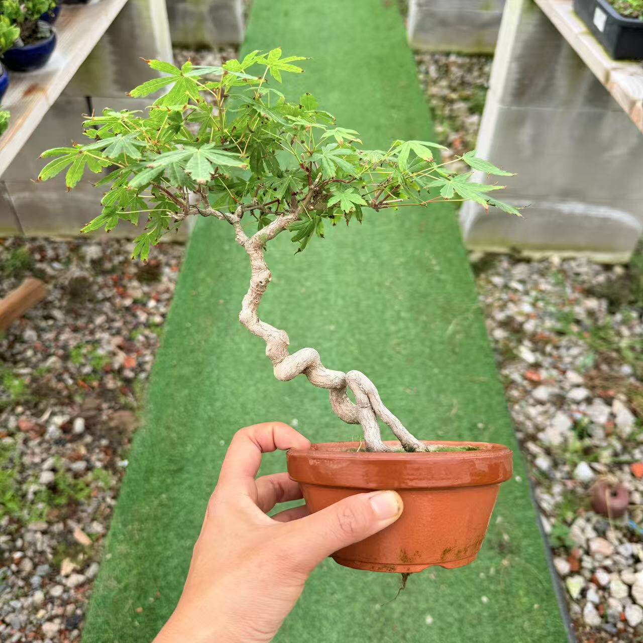 中国记忆盆景进口枫树丛林山红叶盆景盆栽进口现货