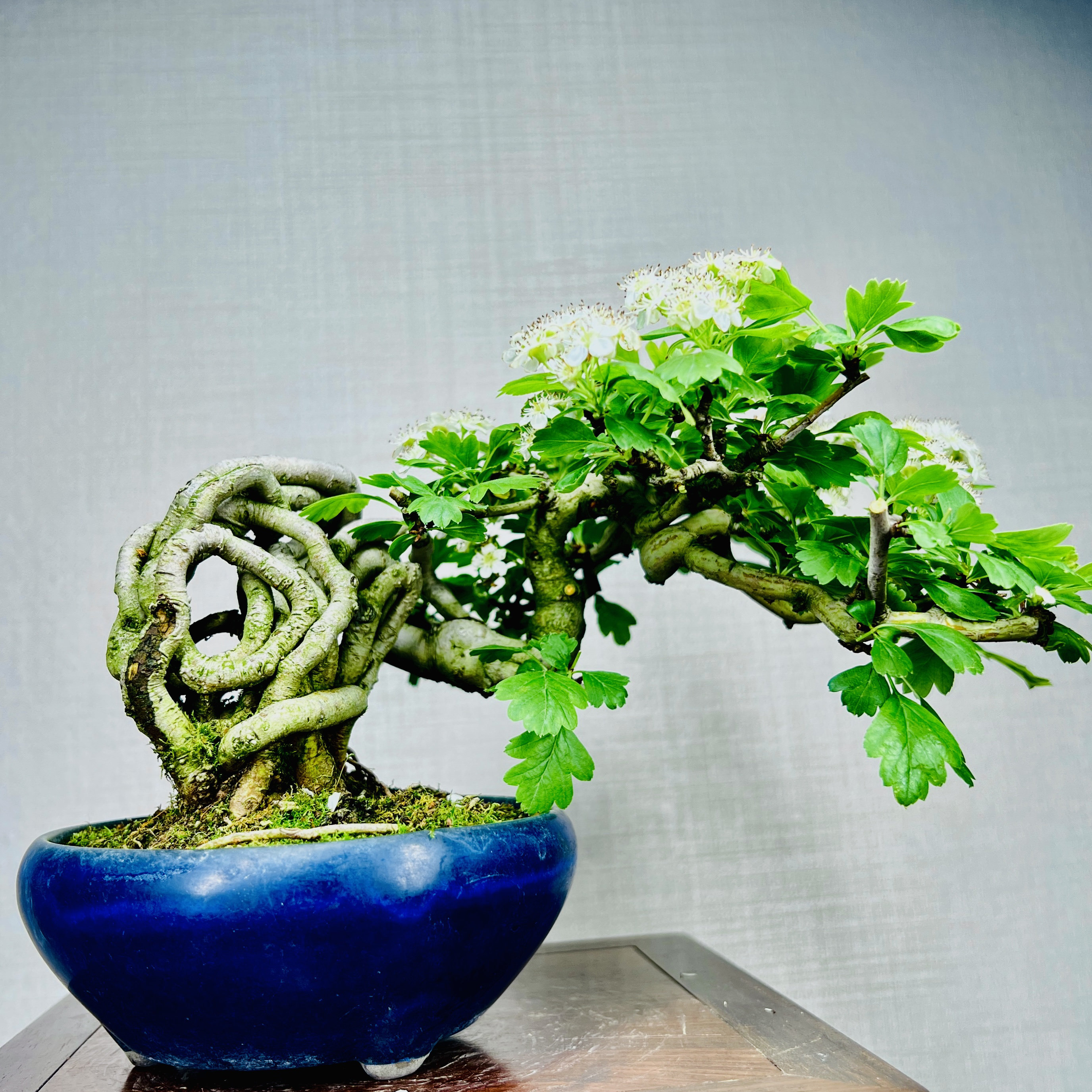 中国记忆盆景白花松平性山楂提根盆景盆栽进口现货