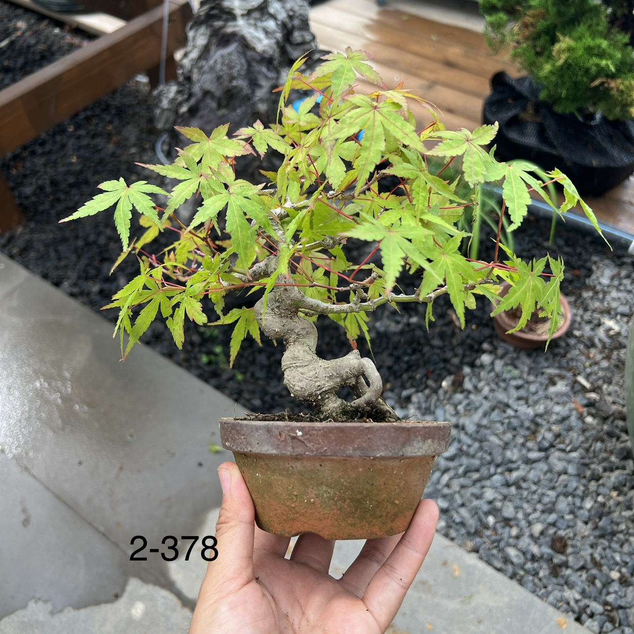 中国记忆绿植盆景无砍头山红叶实生小品微型日本进口现货