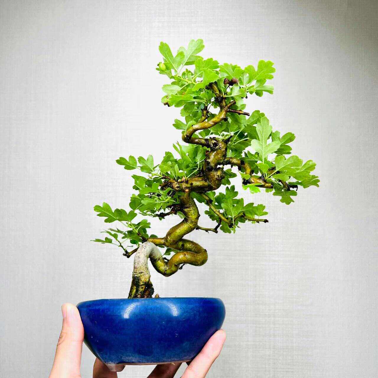 中国记忆盆景红花山楂造形美观阳台盆景绿植进口现货