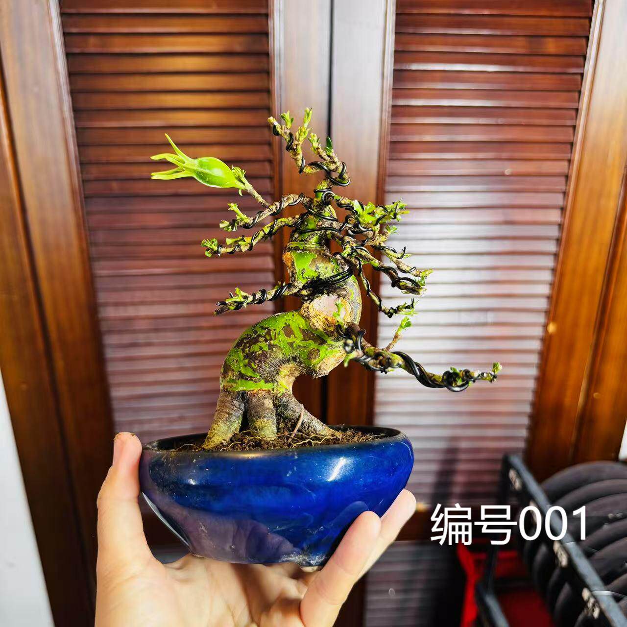 中国记忆盆景丰田先生培育的栀子花小品盆景盆栽进口现货一物一拍