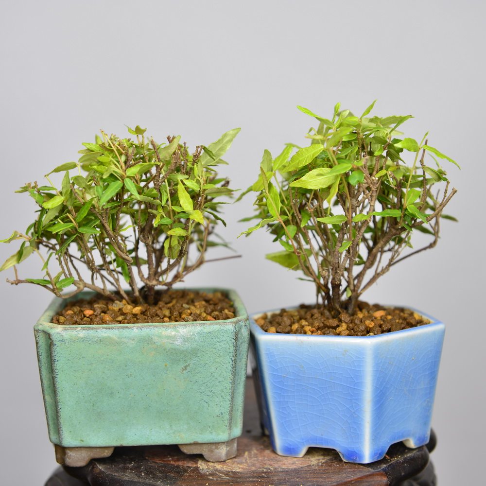 中国记忆日本黄金小叶络石开花绿植植物盆景盆栽小叶进口现货