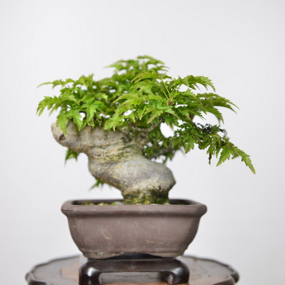 中国记忆-日本狮子头小品-1 槭 五角枫 红叶 日本(进口现货)