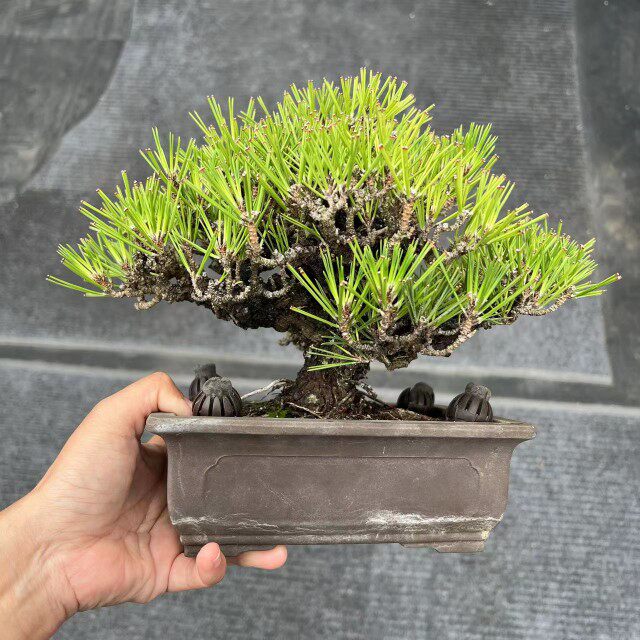 锦松黑松盆景盆栽日本进口现货
