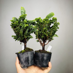 中国记忆盆景进口石化桧品种微型茶桌面高档盆景原生盆栽