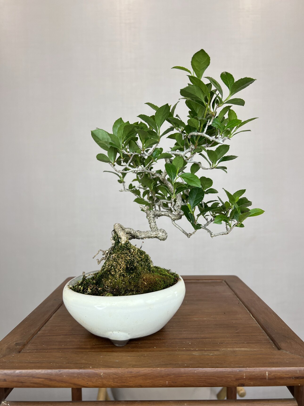 中国记忆南蛇藤小品盆景盆栽日本进口现货