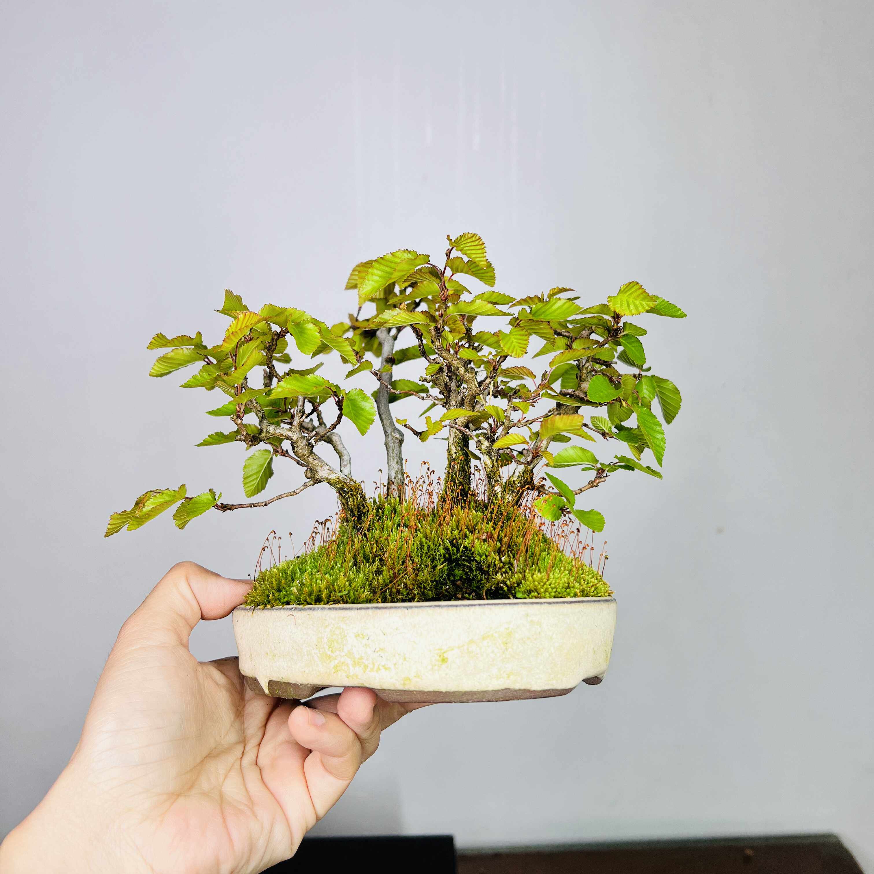 室内外观花植物微型盆景包邮小苗