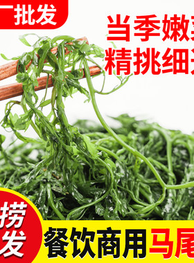 新鲜海草鞭泡笋5斤羊栖凉拌菜盐渍马尾藻拌菜商用长寿菜火锅食材