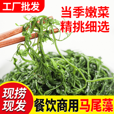 新鲜海草鞭泡笋5斤羊栖凉拌菜盐渍马尾藻拌菜商用长寿菜火锅食材