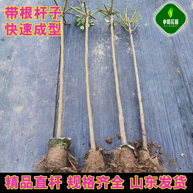 无刺蔷薇带根月季嫁接砧木