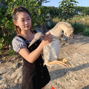 尚鲜正宗纯种狮头凤头脱温5/6斤挂脖苗鸭鹅有咽袋广东潮汕特大种