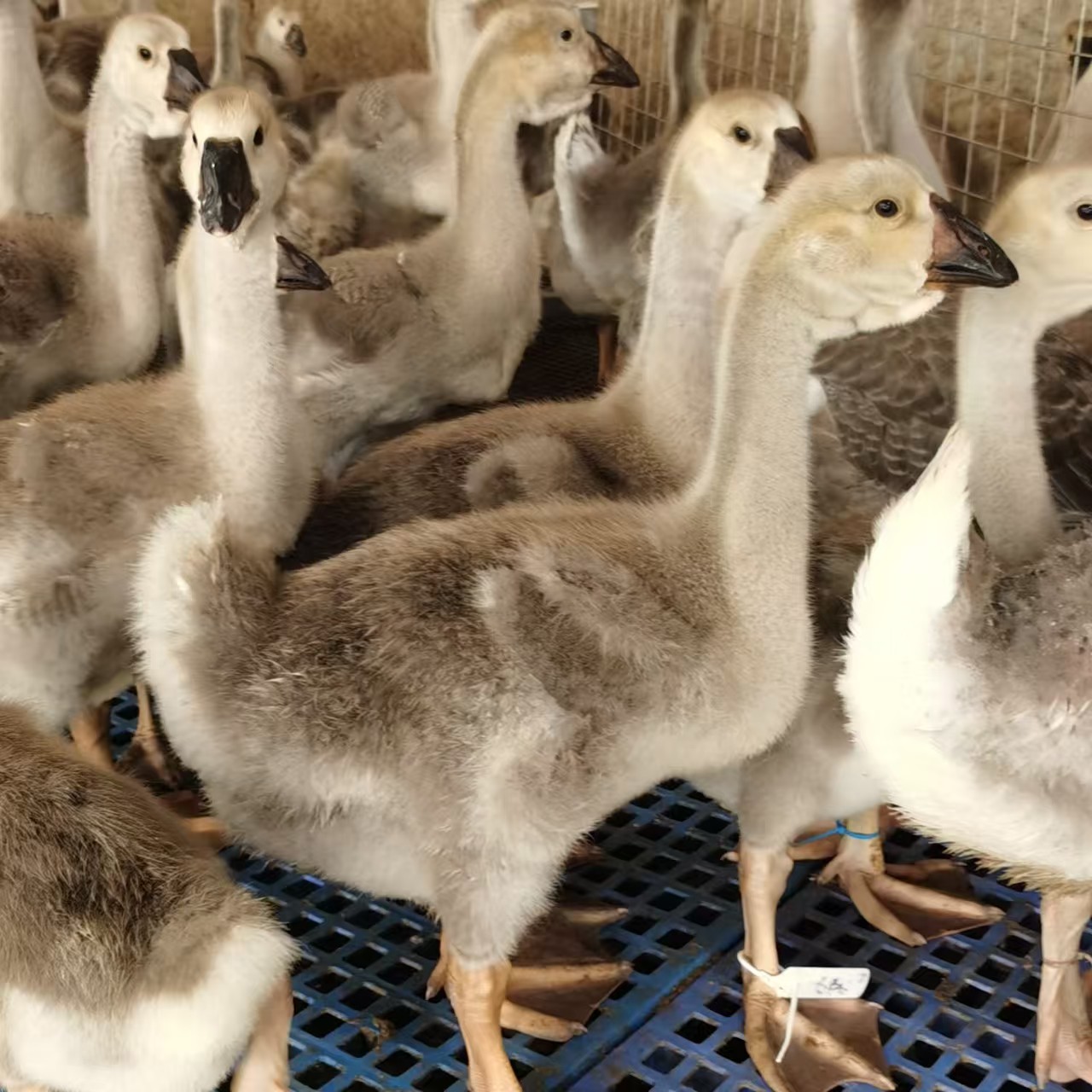 尚鲜狮头鹅2斤脱温特大宠物特大种活体包到家