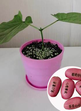 观察植物生长可刻字种子定制魔豆