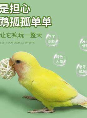 鹦鹉藤球啃咬玩耍玩具训