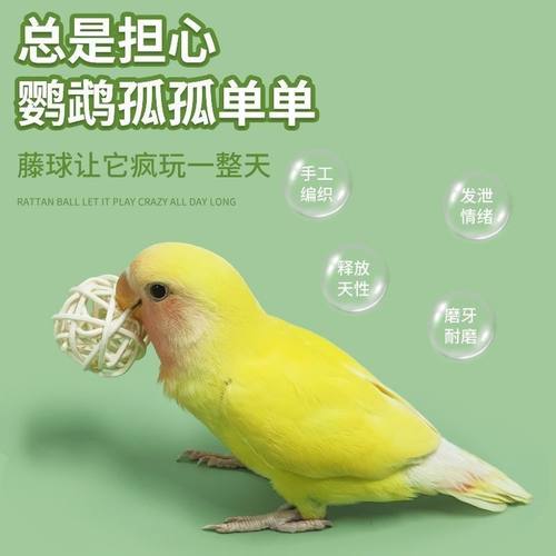 鹦鹉藤球啃咬玩耍玩具训