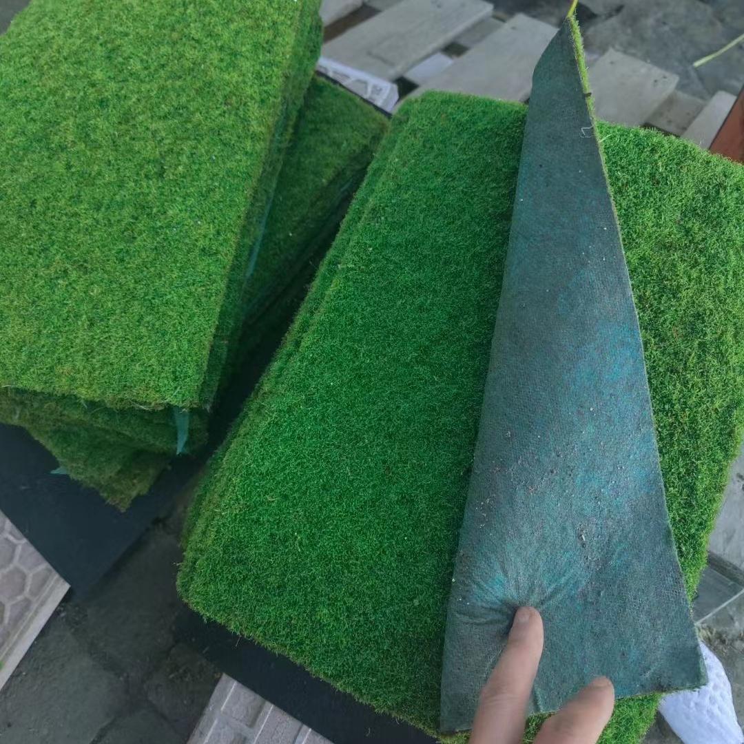 带土苔藓鲜活美灰藓短绒雨林植物人工养殖铺面园林造景顺丰包邮
