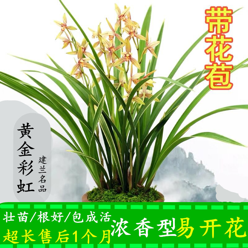 黄金彩虹浓香型带花苞室内建兰苗