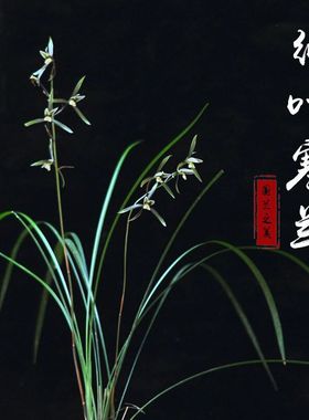 细叶寒兰浓香型带花苞发货直立室内盆栽各种十大名贵兰花苗绿植卉