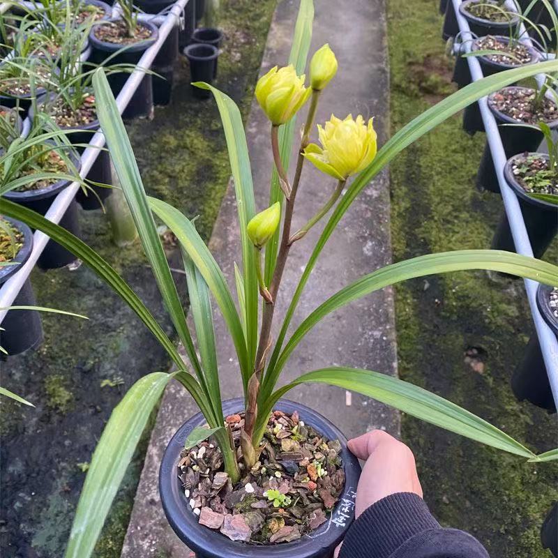 铭品春剑宝莲灯黄奇花浓香带花苞