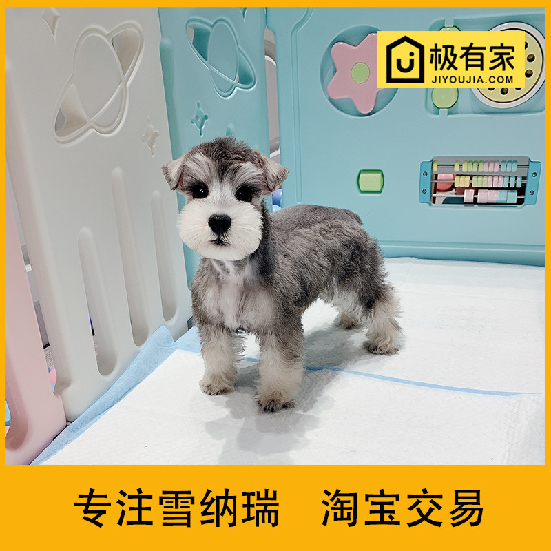迷你雪纳瑞幼犬宠物狗狗活体雪拉瑞椒盐小型雪纳瑞狗雪纳瑞犬6806