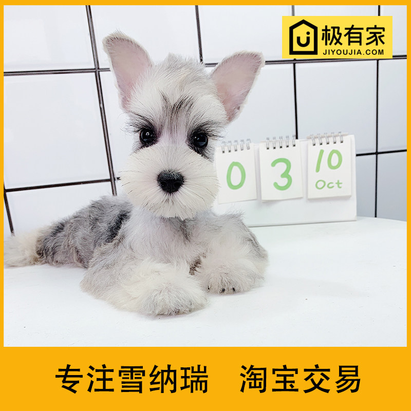 迷你雪纳瑞幼犬纯种狗狗活体雪拉瑞椒盐飞耳小体雪纳瑞狗雪纳瑞犬