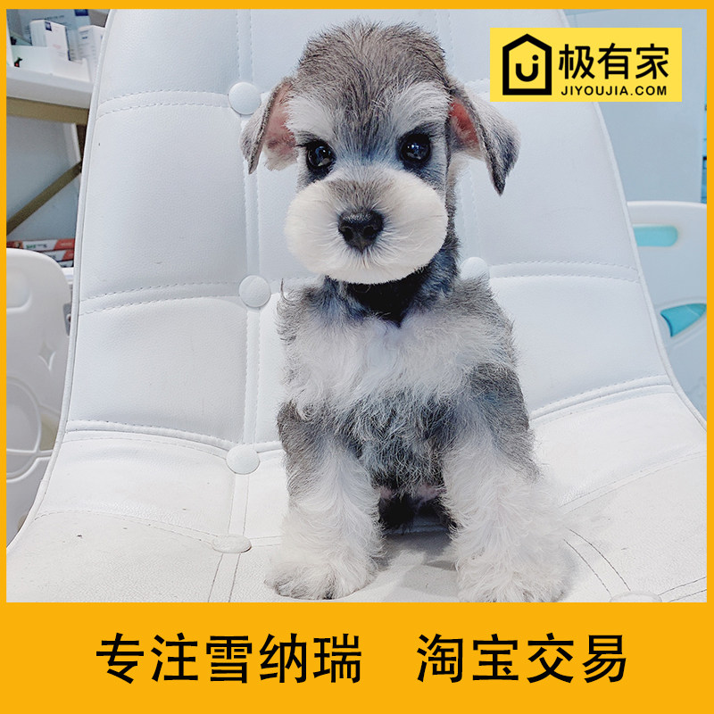 迷你雪纳瑞幼犬宠物狗狗活体雪拉瑞椒盐小型雪纳瑞狗雪纳瑞犬1126