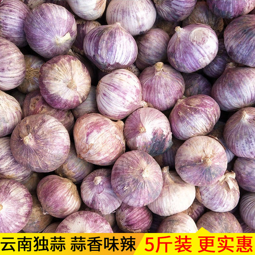 紫皮干蒜独头蒜云南新鲜大蒜头